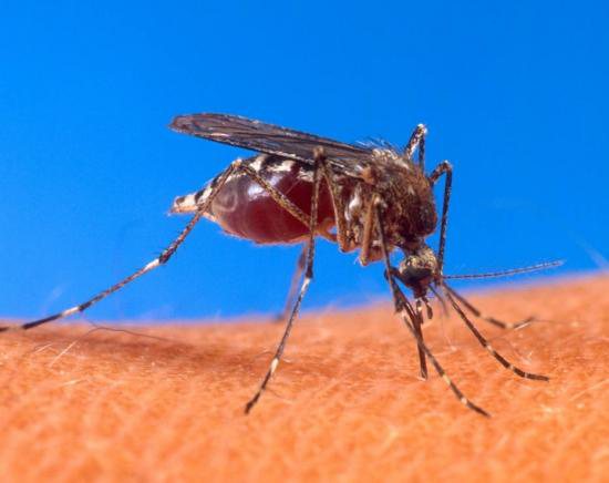 Imagem OMS emite alerta mundial para zika e sugere até o isolamento de pacientes
