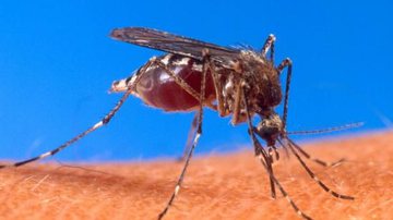 Imagem OMS emite alerta mundial para zika e sugere até o isolamento de pacientes