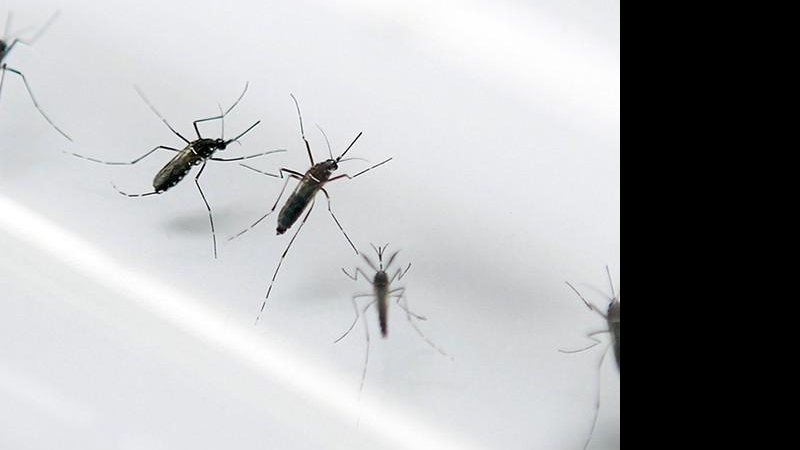 Imagem Guillain-Barré cresce em ao menos 6 estados; relação com zika é estudada