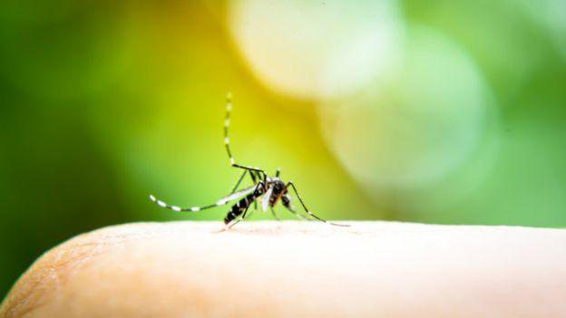 Imagem Cientistas brasileiros descobrem novo distúrbio cerebral em adultos ligado ao Zika