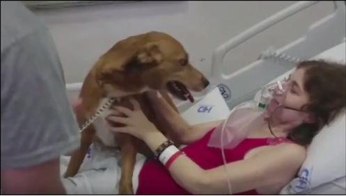 Imagem Mulher com câncer ganha visita de cão de estimação em hospital no RS